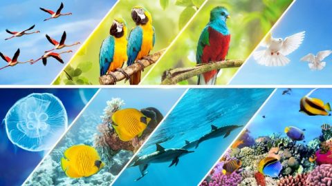 Την πέμπτη ημέρα, η ζωή διαφόρων και ποικίλων μορφών επιδεικνύει την εξουσία του Δημιουργού με διάφορους τρόπους