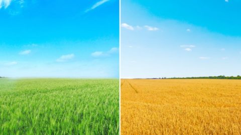 difference-between-wheat-and-tares