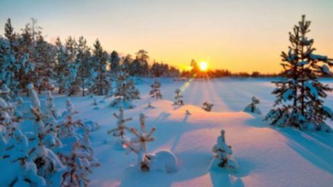 Το φως του ήλιου στα χιονισμένα φυτά
