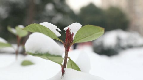 Ο πάγος και το χιόνι δεν μπορούν να νικήσουν τη ζωτικότητα που έχει δώσει ο Θεός